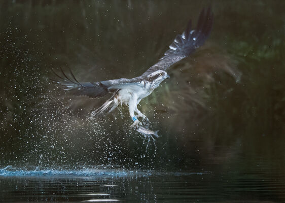 Osprey with prey