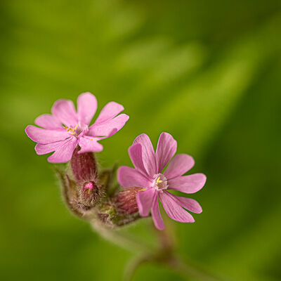 Red Campion