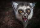 Ring Tailed Lemur