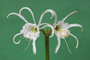 Spider Lily