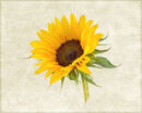 Sunflower 2