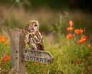 Tawny Owl