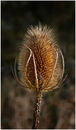 The Lone Teasel Head