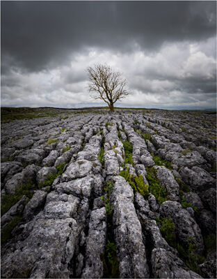 The Lone Tree