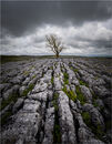 The Lone Tree