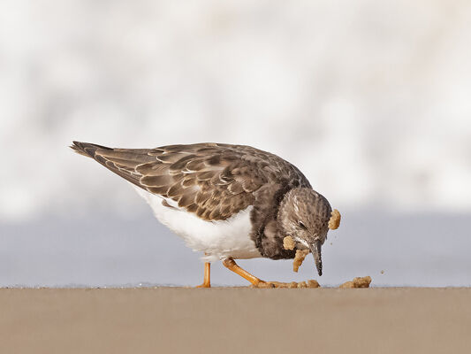 Turnstone feeding on shoreline