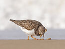 Turnstone feeding on shoreline