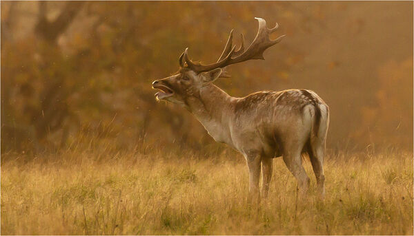 Twilight At The Rut