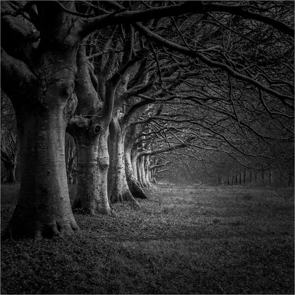 Under the Boughs of the Beech Trees - LLPS