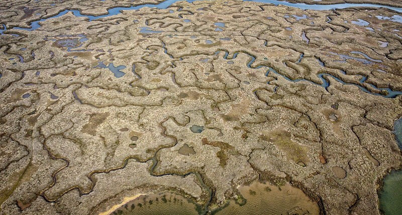 Wells Salt Marshes