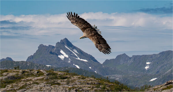 White-tailed Eagle