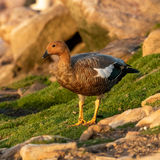 Upland Goose