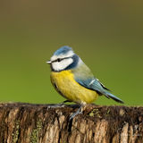 Blue tit