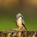 Nuthatch
