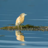 Squacco heron