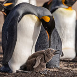 King Penguin and chick