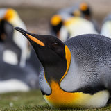 King Penguin