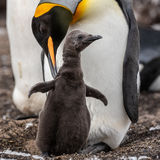 King Penguin with chick