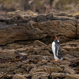 Gentoo Penguin
