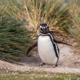 Magellanic Penguin