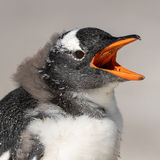 Gentoo Penguin chick