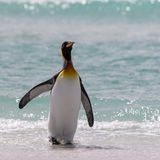 King Penguin