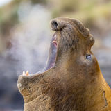 Southern Elephant Seal