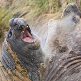 Southern Elephant Seals