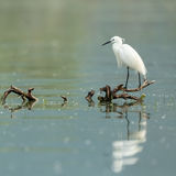 Little egret