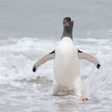 Gentoo Penguin