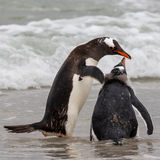 Gentoo Penguin and chick
