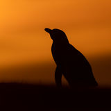 Magellanic Penguin in sunset