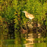 Squacco heron