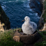 Albatross chick
