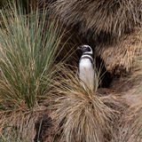 Magellanic Penguin