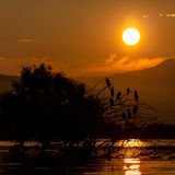 Cormorants in sunrise