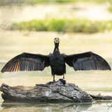 Cormorant