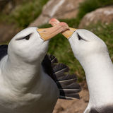 Black-browed Albatrosses