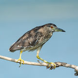Night heron