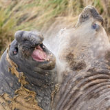 Southern Elephant Seals
