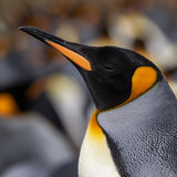 King Penguin