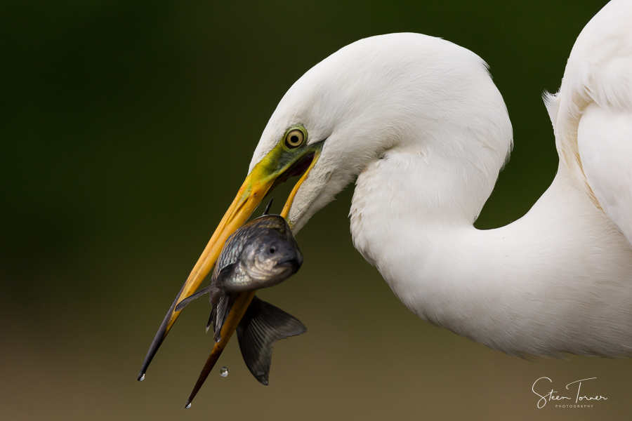 Great white egret with fish