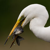Great white egret with fish
