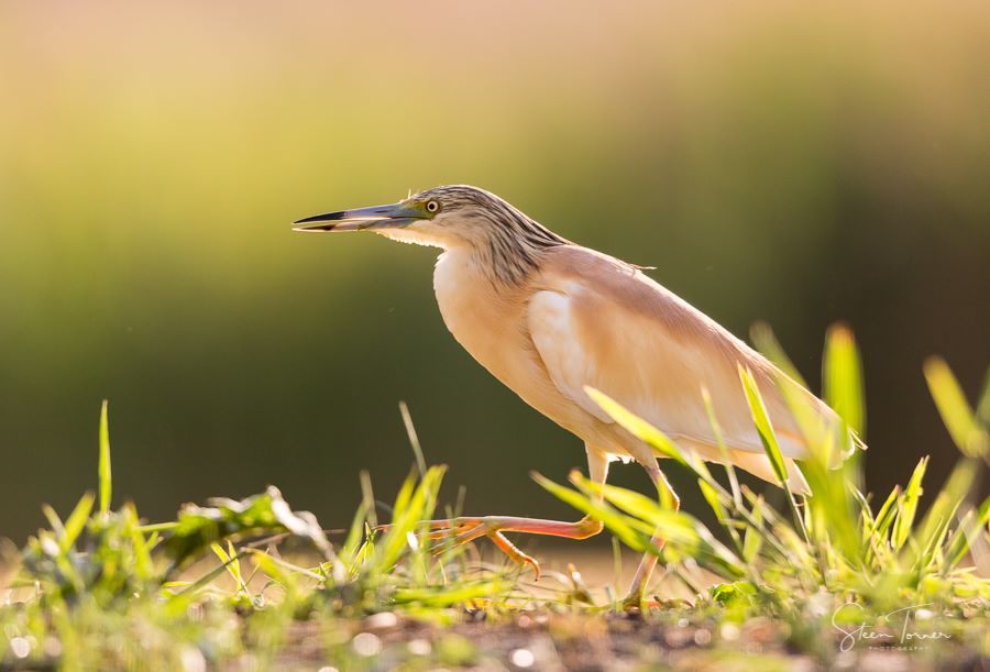 Squacco Heron