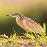 Squacco Heron