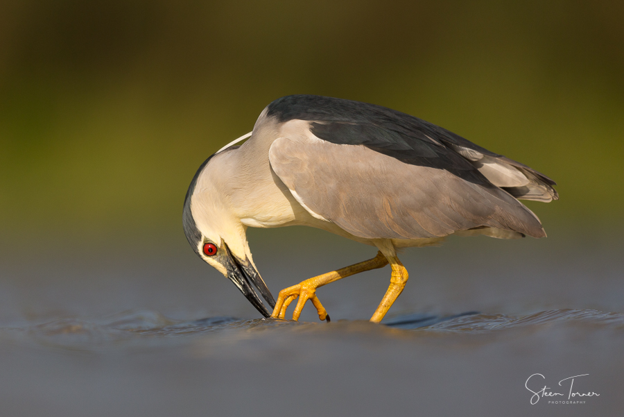 Night Heron