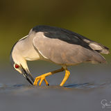 Night Heron