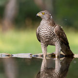 Goshawk with reflection