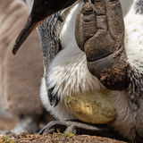 King Penguin with egg