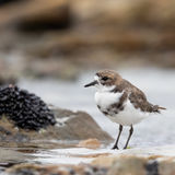 Two-banded Plover